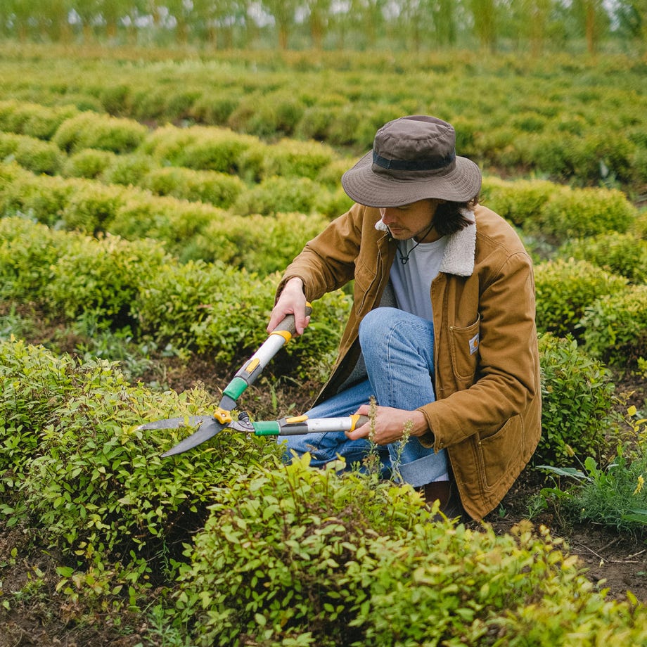 Man with pruner cultivating green plant